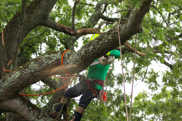 How Our Tree Care Process Works  in  Big Lake, MN