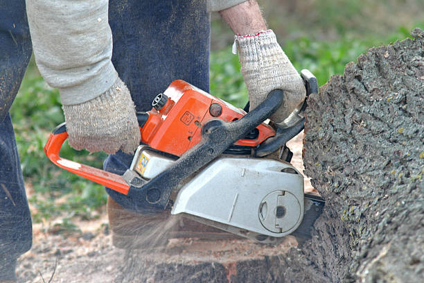 Professional Tree Services in Big Lake, MN